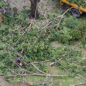 Limbing Trees