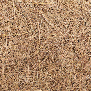 laying pine straw