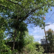 Yard clean up in west columbia sc 008