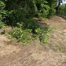 Yard clean up in west columbia sc 011