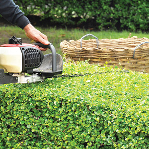 Trimming Shrubs